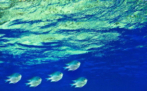 Fish in golden reflection of coral head by Leena Roy 